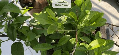 Lemon Tree pruning and preparing for winter | Plant House & Garden Shop