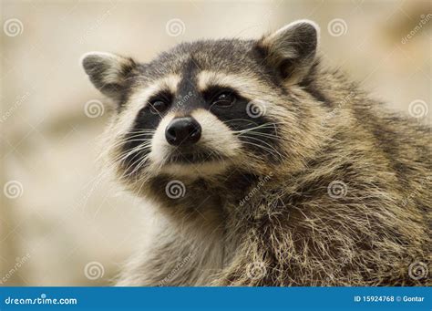 Raccoon Snout Stock Photo Image Of Carnivore Head Close 15924768