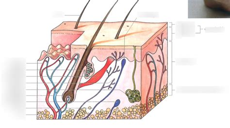 Biologie Huid Diagram Quizlet