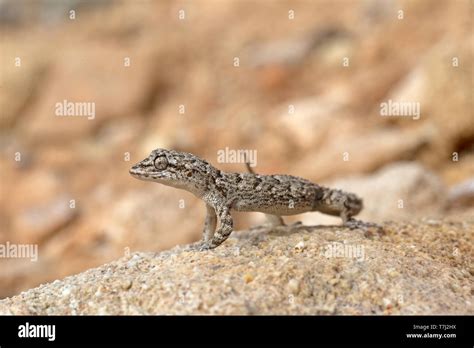 Kotschy S Gecko Mediodactylus Kotschyi Stock Photo Alamy