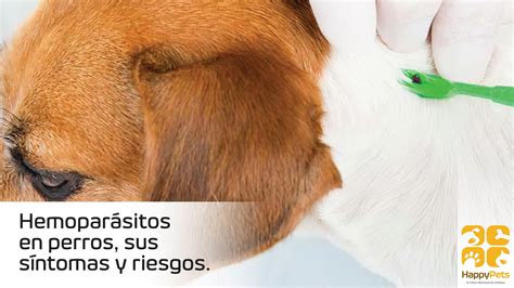 Hemopar Sitos En Perros Y Sus Riesgos