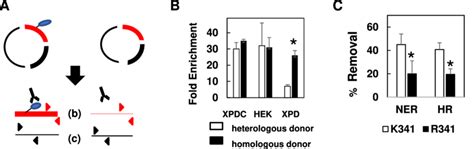 Dpcs Are Ubiquitinated In Ner And Hr Mediated Repair A Schematic