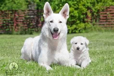 Albino German Shepherd Puppy | PETSIDI