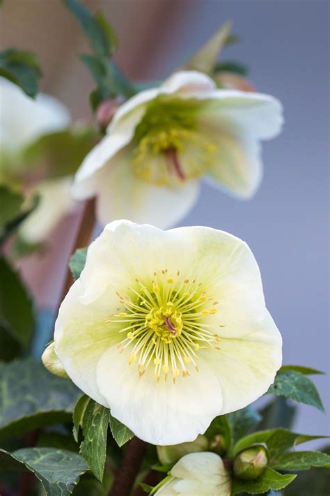 Helleborus Mollys White 175 Mm Four Seasons Nursery