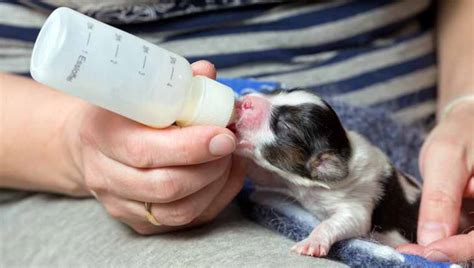 Can Dogs Drink Milk? Is Milk Safe For Dogs? - DogTime