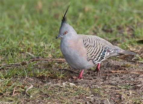 Crested Pigeon Photos - Photographs - Pictures