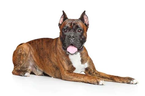 Boxer Temperament - Understanding Its Active Watchful Personality