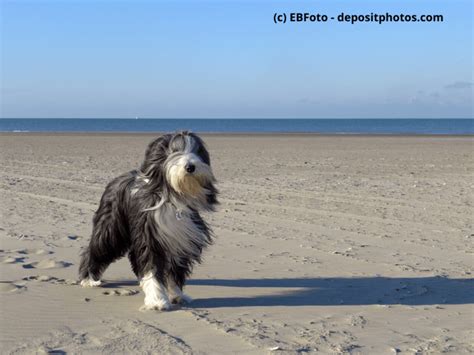 Bearded Collie Steckbrief Fci Klasse Wesen And Mehr Haustiermagazin