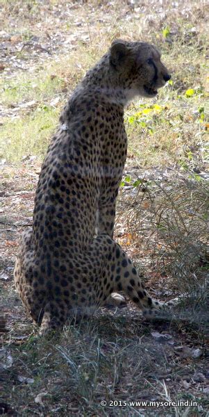 Animals of Mysore Zoo