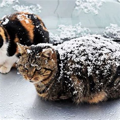 How Do Feral Cats Keep Warm In Winter Diy Seattle