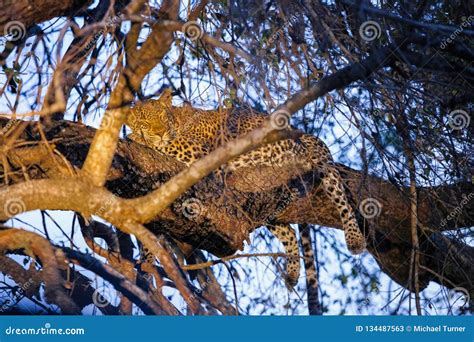 African Leopard Sleeping in a Tree Stock Image - Image of poacher ...