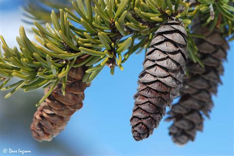 Hemlock is a Beautiful Tree