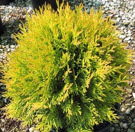 Golden Globe Thuja For Sale Get The Best Prices Buyevergreenshrubs