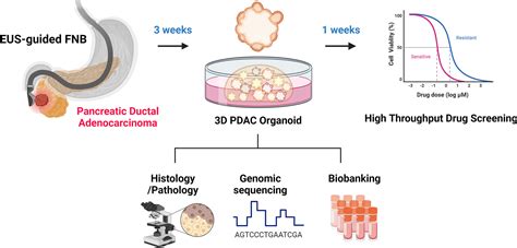 Establishment Of A Patient Specific Avatar Organoid Model Derived From