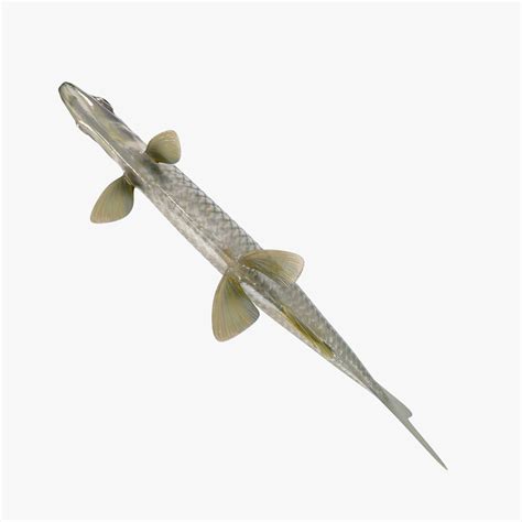 Cyprinella 3D-modell $29 - .max .fbx .obj - Free3D