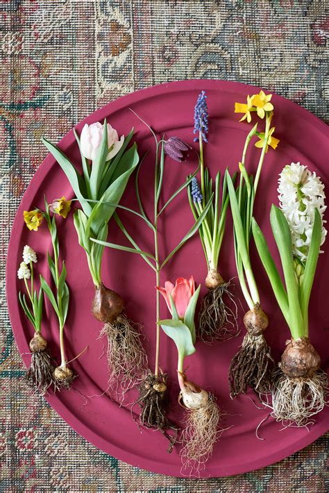 Bulbes De Printemps Agencement De Jardin Aux Meilleurs Prix