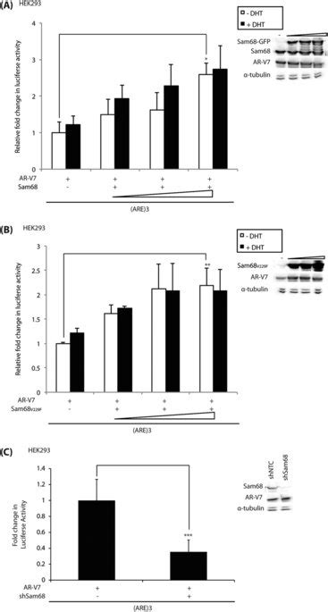 Sam68 Co Activates Ar V7 Transcriptional Activity Independent Of