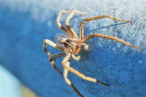 Blog 21 Simple Yet Effective Ways To Keep Spiders Out Of Your Houston Homes