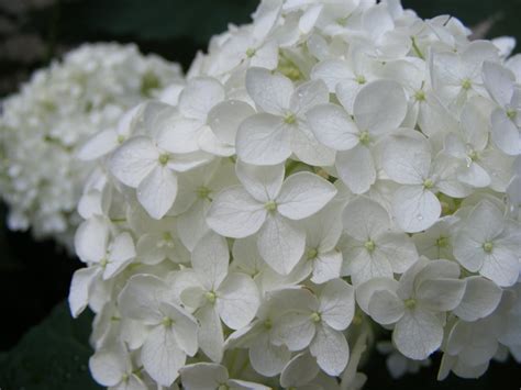 White hydrangea wallpaper | 1600x1200 | #32488