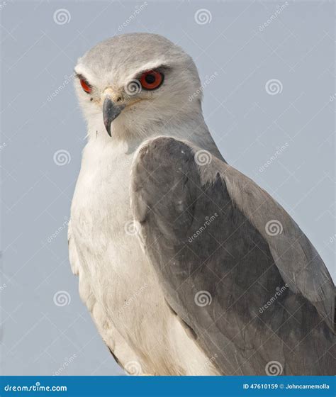 Pygmy Falcon - Polihierax Semitorquatus Or African Falcon Bird Native ...