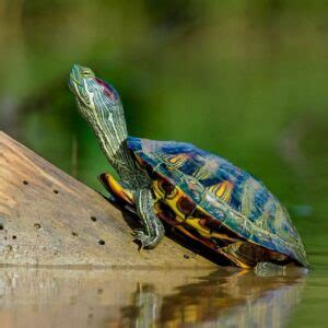 Tortugas de Orejas Rojas Cómo cuidarlas TodoTortuga