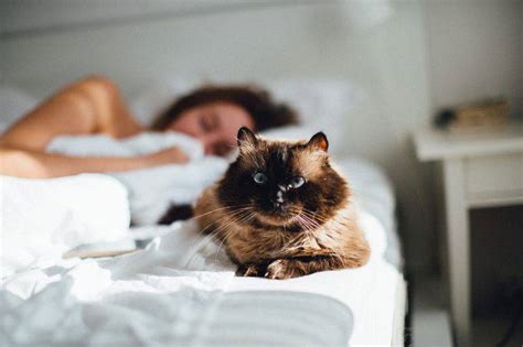 El Gato Nos Protege Cuando Dormimos Todo Lo Que Necesitamos Saber