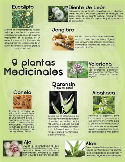 Usos Más Comunes De Las 9 Plantas Medicinales Más Conocidas Plantas Medicinales Hierbas