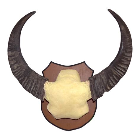 Buffalo Horns - Taxidermy Mounts for Sale and Taxidermy Trophies for Sale!