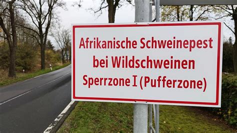 Erster Fall Der Afrikanischen Schweinepest In Hessen Nachgewiesen