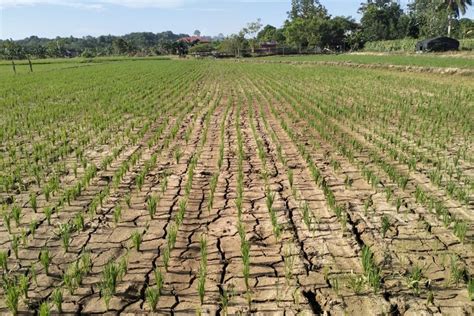 BMKG Keluarkan Peringatan Dini Kekeringan Di DIY Daerah Mana Saja