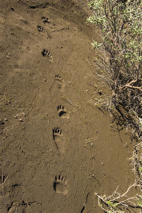 Grizzly Bear Tracks, Ak Photograph by Mark Newman - Pixels