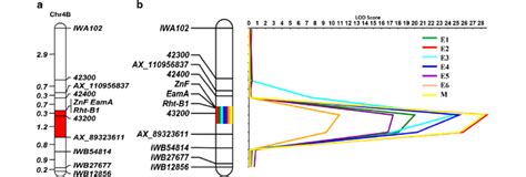 Linkage Map Of Chromosome 4b And Qtl Mapping For Qtkwcaas 4bs A