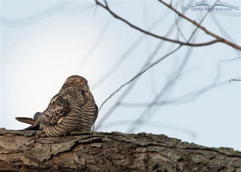 Common Nighthawk In Front Of The Moon Mia Mcphersons On The Wing