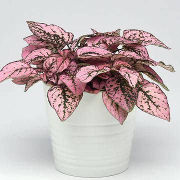 Hypoestes Seeds - Grow Hypoestes from Seed – Harris Seeds