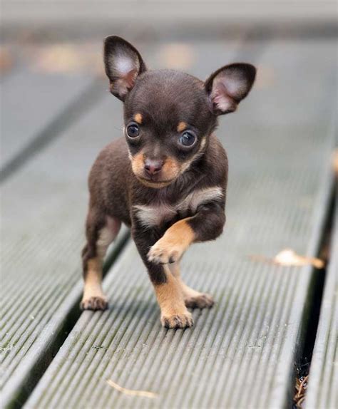 Micro Teacup Chihuahua Average Lifespan - Pets Lovers