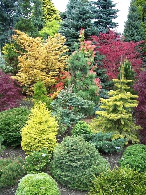 Best Conifers For Landscaping The Best Conifers For Your Yard Conifers Garden Evergreen