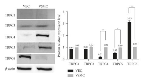 A Mrna Expression Levels Of Trpcs Trpc Trpc Trpc Trpc And