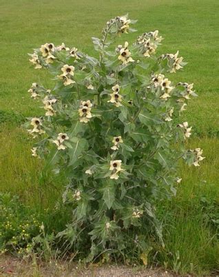 June S Weeds Of The Month Houndstongue Black Henbane Teton County