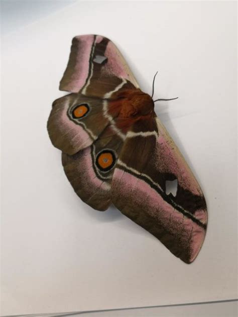 How do Moths Avoid Being Eaten by Bats? The Secret Might Lie in Their