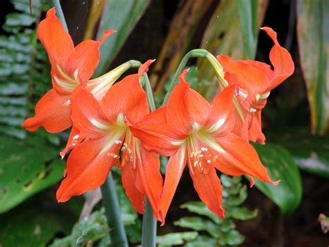 Amaryllis Hd Wallpaper Rare Gallery