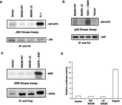 MASK does not activate ERK, JNK, p38 MAPK, or NF-B pathways. A, lysates ... 