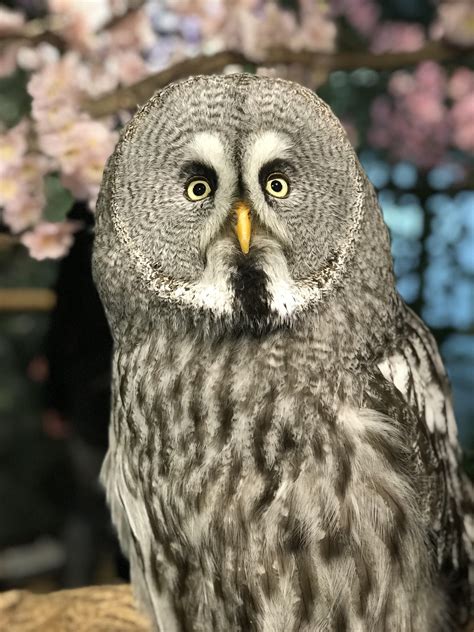 Owl Cafe in Kyoto, Japan. : r/Superbowl