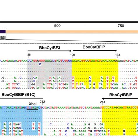 Lamp Primer Design Based On The Cytb Gene Of The B Bovis Texas T2bo