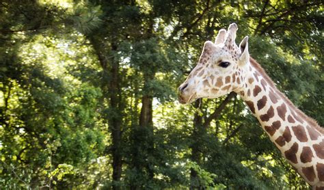 Baton Rouge Zoo regains accreditation