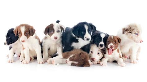 Border Collie Colors: All 24 Coat Colors Explained With Pictures