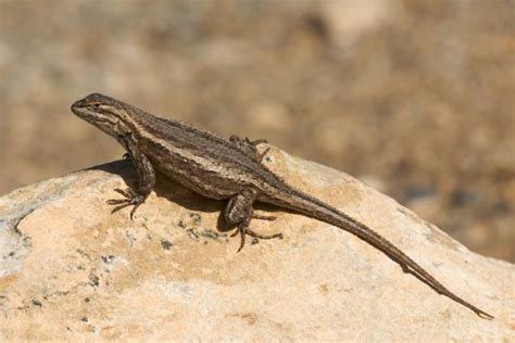 Wild Herps Southwestern Fence Lizard Sceloporus Cowlesi