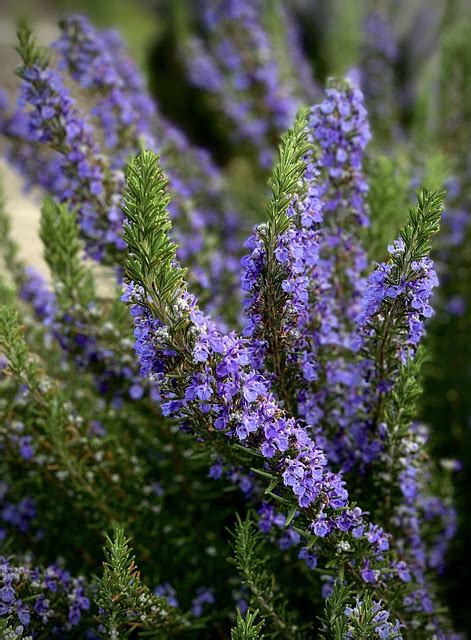 Rosemary Flowers Plant Purple - Free photo on Pixabay