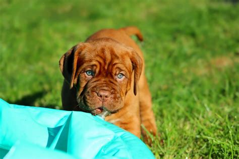 dogue de bordeaux