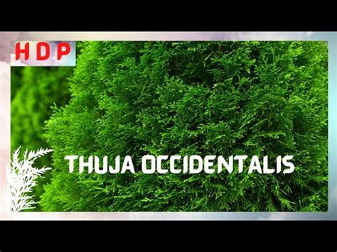 THUJA OCCIDENTALIS Homoeopathy HOMOEO DRUG PICTURE