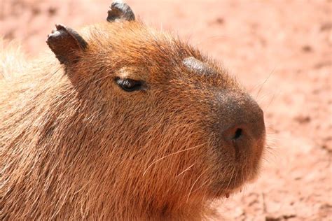 Capybara Facts (Hydrochoerus hydrochaeris)